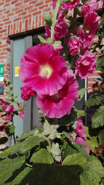 B&B De Grote Plaats Hoogstraten Εξωτερικό φωτογραφία